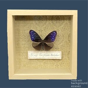 Blue Euploea Mulciber Butterfly Taxidermy in Shadowbox
